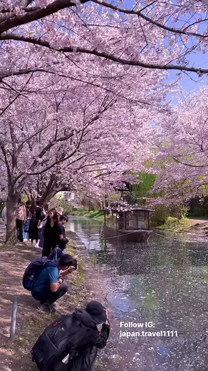 [Sakura information 🌸] Fushimi (a branch of the Uji River) Someiyoshino: Full bloom It is a very popular cherry blossom spot where you can go on a cherry blossom trip on the sightseeing boat "Fushimi Jukkokubune". It's the first time to fall, but here you can enjoy a carpet of flowers called Hana Kadori, so you can enjoy it even if it falls. Shooting: Friday, March 31, 14:00 | LIFE of JAPAN 日本の生活