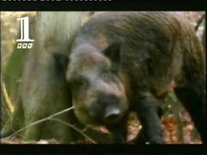 BBC TWO & CBBC Continuity Summer 1997