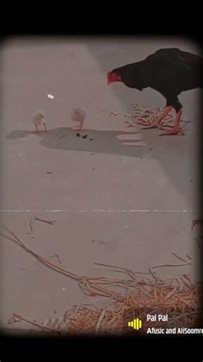 murga fight with chicks