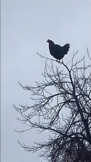 Screaming Chicken on tree 🐓 viral meme #shorts #shortsfeed #comedy #viral #chicken