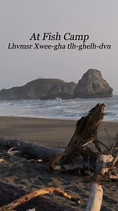 8K views · 73 reactions | Smelt are small, silvery fish found in rivers, streams, lakes, and oceans across the world. In Northern California, where these fish spawn along the coastline and in riverbeds, smelt have been an important resource for Indigenous communities for generations. Learn about fish camp and how a Tolowa Dee-ni’ family is fighting to preserve their foodways, ecosystems, and culture. | California Academy of Sciences | Facebook