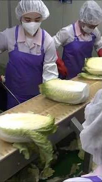 Process of mass producing kimchi. food manufacturing plant in Korea.