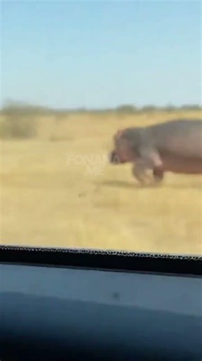 Leopard vs Hippo - This Interaction is INSANE #shorts #viral #animals