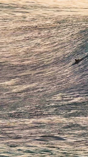 40K views · 1.5K reactions | Surfer dropping in at pipeline! #surfing #surf #surfer #pipeline #hawaii #oahu | Dgphotography | Facebook