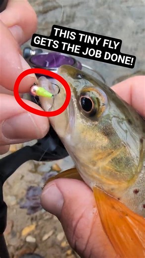 Early Spring Rainy Day Ultralight Trout Fishing