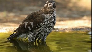 Adult female Northern goshawk at a watering hole on a hot summer day in a Mediterranean pine and oak forest in central Spain Stock Video