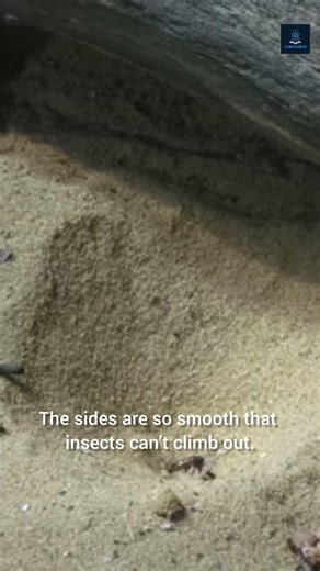 The Antlion’s Perfect Sand Trap!