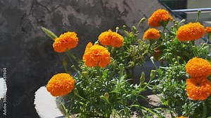 Marigold or tagetes erecta orange flowers in pots swaying in the wind against grey concrete wall of the terrace, close-up.