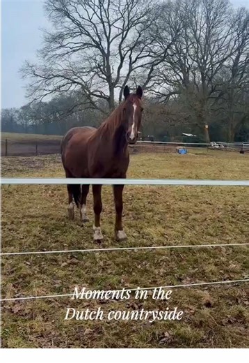 Moments of my morning walk in the Dutch countryside. Excuse the quality, it was quite foggy! #morningwalk #countrysidelife #countryside #veluwe #dutch