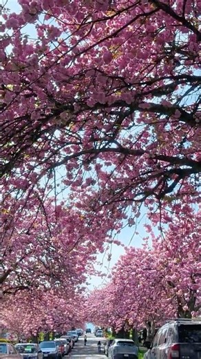 🌸Vancouver is Blooming🌸 | Ep. 9 The “Pink Tunnels” | #springinvancouver