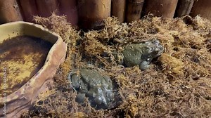 A pair of poisonous river frogs sit in a bamboo terrarium. Colorado frog in the aquarium