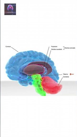 🧠 The Thalamus: The Brain's Conductor 🧬 #appliedneuroscience #psychology #science