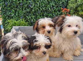 Charming Biewer Terrier Puppies - £500