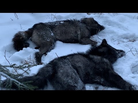 Wolf Bait ! Great first check ! Alberta Trapline