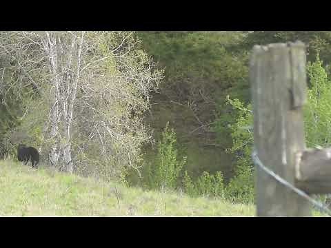 Calling BC Black Bear With Predator Call