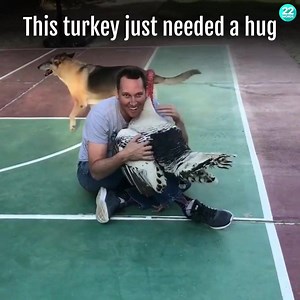 Viral Animals on Reels