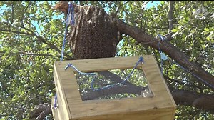 Check out this massive beehive being hailed as an incredible work of nature. | Hawaii News Now