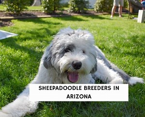6 Best Sheepadoodle Breeders in Arizona! - We Love Doodles