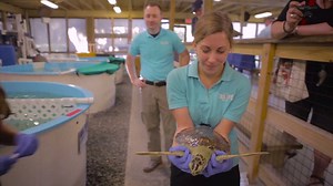 41 reactions · 35 shares | We are so excited about our new sea turtle here at SEA LIFE Arizona Aquarium! Not only can you now watch her journey, but you can also help name her through the following link goo.gl/forms/b9dJXIBwwZ | SEA LIFE Aquarium | Facebook