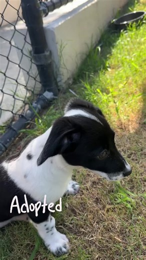 Dogs of Wacol on TikTok