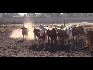 P73 Los costos y precio actual de la carne de res.