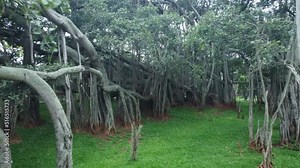 Bangalore, India 12th July 2022: The big banyan tree Bangalore also known as Dodda Aalada Mara. Ficus benghalensis, commonly known as the banyan, banyan fig and Indian banyan, Weekend gateway spot.