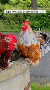 Red-Mottled & Lemon-Pyle..👍🏼 | Martijn’s Cochin & Poultry