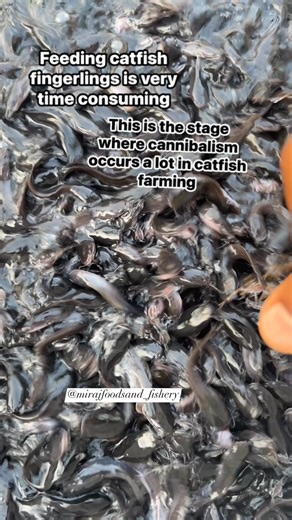 3.5K views · 38 reactions | One of the secretes of a successful...