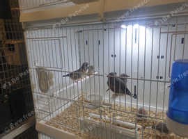 Zebra finchers - £5