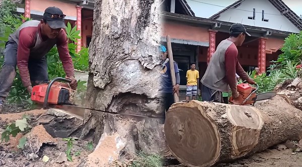 Safely Removing Dead Trees from In Front of the House by Expert Techniques