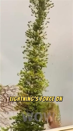 Incredible Lightning Strikes Caught on Camera ! #10