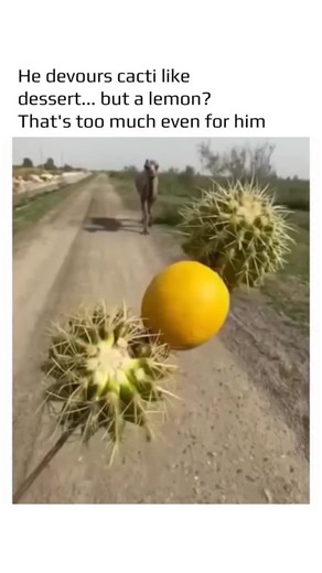 Steller Sphere on Instagram: "Camels are able to eat cactus—spines and all—due to several specialized biological adaptations that protect their mouths and digestive systems. While it is not entirely painless, these evolutionary tools allow them to exploit a high-moisture food source that most other animals must avoid. Hardened Mouth Structures (Papillae) :' 1. The most critical adaptation is the presence of papillae, which are small, cone-shaped protrusions lining the inside of the camel's mouth