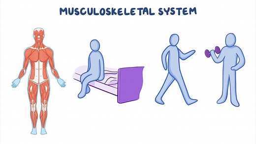 Video: Musculoskeletal system: Structure and function - Video Explanation! | Osmosis | Osmosis