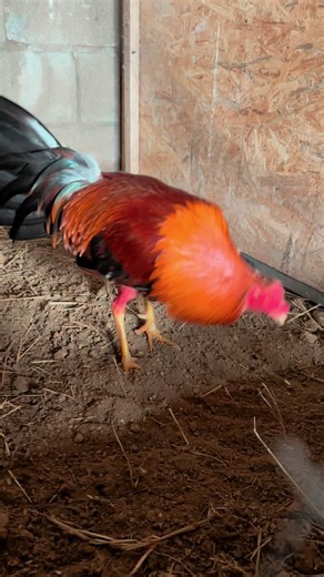 #cr7cristianoronaldo #galleraconstanza #pollo