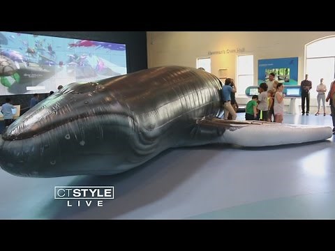Walk Inside A Whale At the Maritime Aquarium