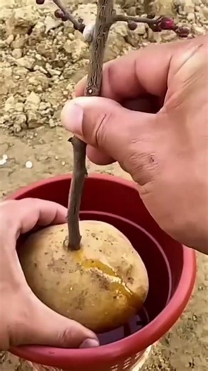 Unique Trick: Using Potatoes to Help Tree Cuttings Grow Roots Faster