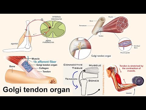 Golgi tendon organ