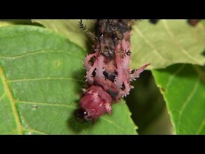 Molting of the Hickory Horned Devil Caterpillar (Citheronia regalis)