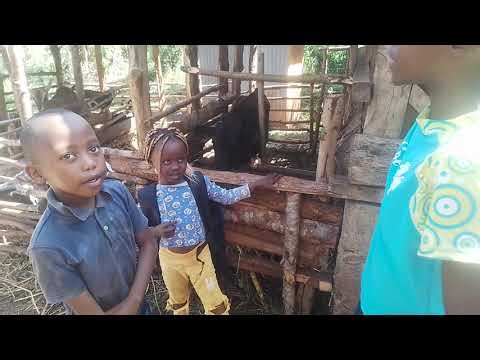 Rose the trouble maker