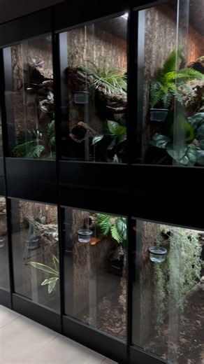 Check out a few of our tree monitor lizards in their new enclosures! | Cold Blooded Shop