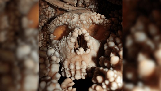 First-Ever Look At Neanderthal Nasal Cavity Shatters Expectations