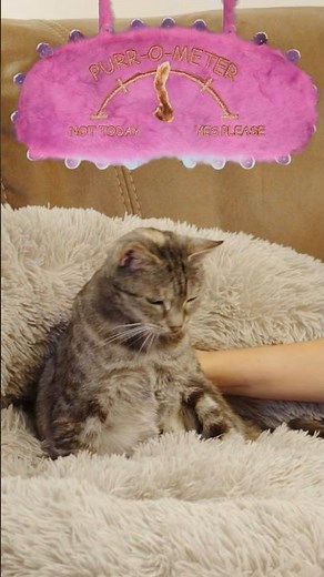 Loudest purr by a cat - 54.59 decibels by Bella Spink 😺