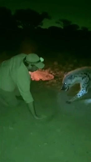 Hyena Bites Human’s Leg and Tries to Drag Them #wildlife #shortvideo