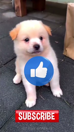 Dead Body prank 🔥🤯🔥 ‪@AlltimeReviewer‬ #funny #facts #trending #shorts #viral #tamilnadu #comedy