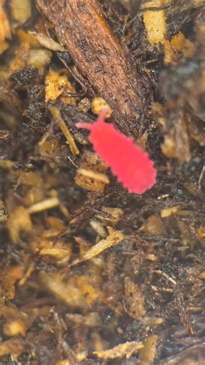 Lobellini sp "BFO" or big fat reds. These average about 3-5mm at adult sizes. Slime eaters also. Slime seems to be here for the long run so I highly encourage anyone thats waist deep in inverts to research and learn it. #springtails #springtail #invertebrates #isopods #millipede #bugs #slime | Isorare pods