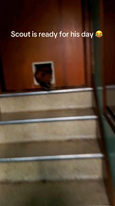 58K views · 1.1K reactions | Scout is ready for his day  | K9 Konvoy | Facebook