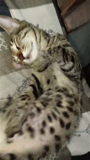 nauty Cat sleeping mood ♥️♥️😺😺#trending #viral #shorts #reels #cat #masti #funny #