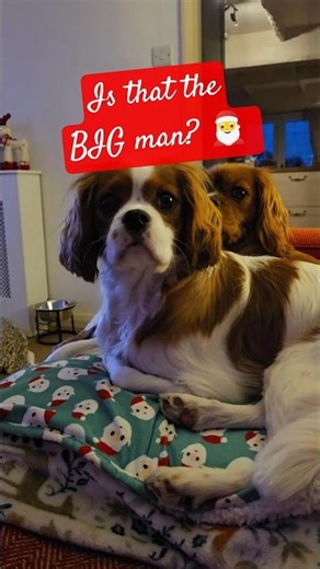 WAITING for santa #campervanningwithcavaliers #christmas #santa #puppy #naughtyornice #xmas #doglife