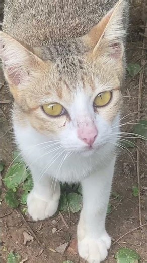 Cat: save turtle 🐢🐱#cat cat #shorts