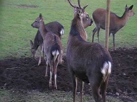 sika deer calls...